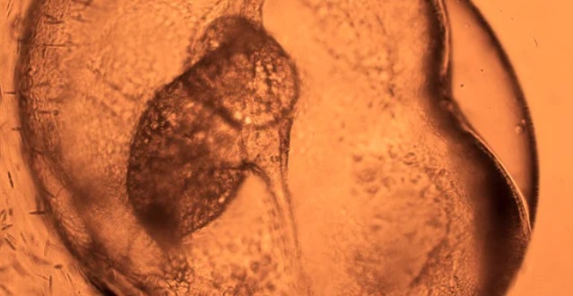研究人員爲正在發育的動物胚胎中的每個細胞繪製一個分子圖