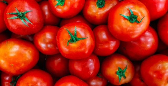 轉基因番茄對抗心臟病